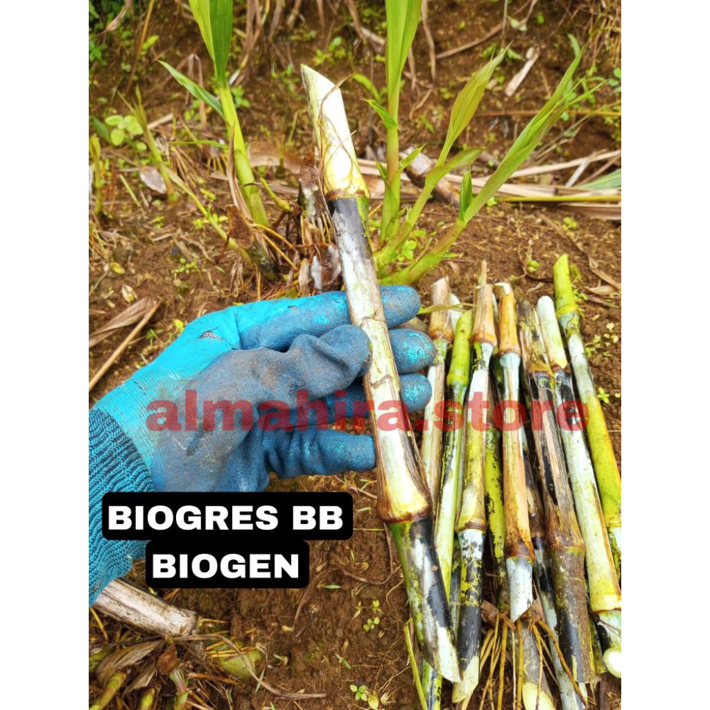 BIBIT RUMPUT BIOGRESS BB BIOGEN PERBATANG