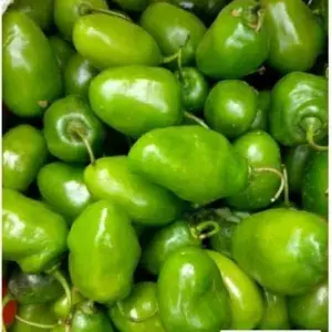 

CABE BANDUNG BANDOT 150 GRAM