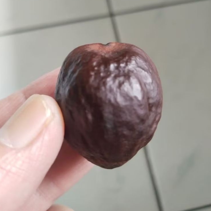 Kemiri Adu Muncang Adu Mayit Anak MJ Matang