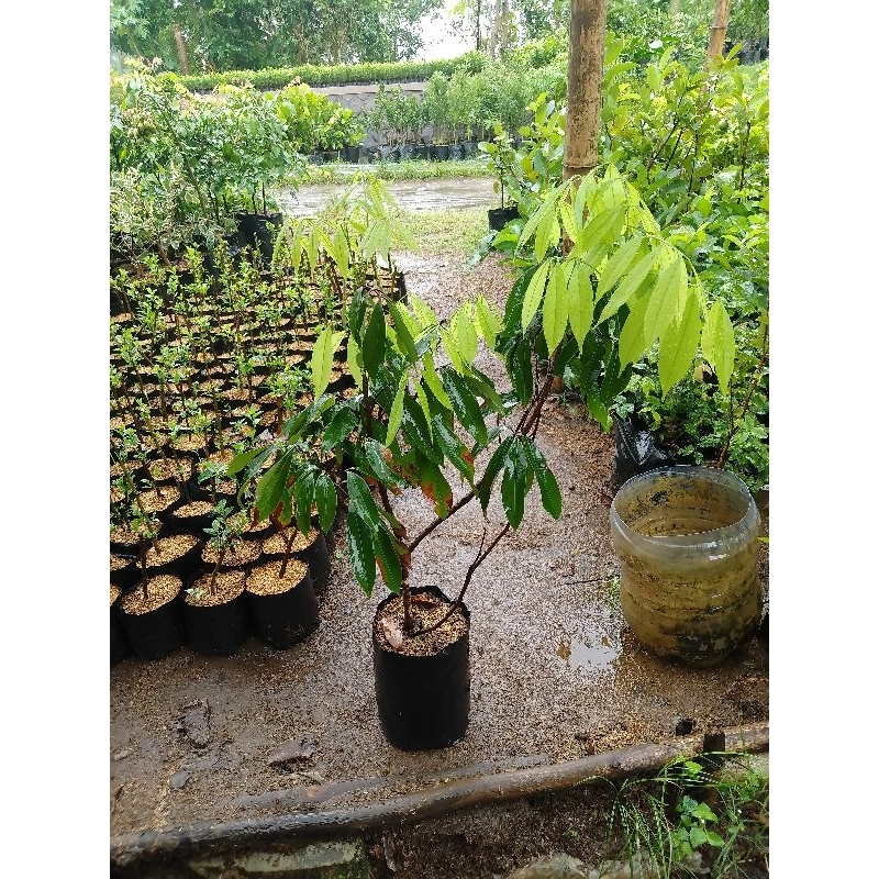 BIBIT LECI MERAH MADU