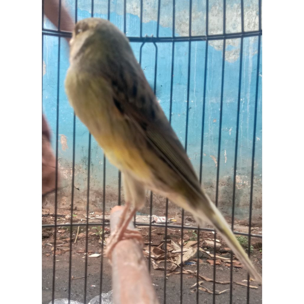 KENARI F1Ys Rasa F2 YS Original IJO BOTOL RAJIN BUNYI