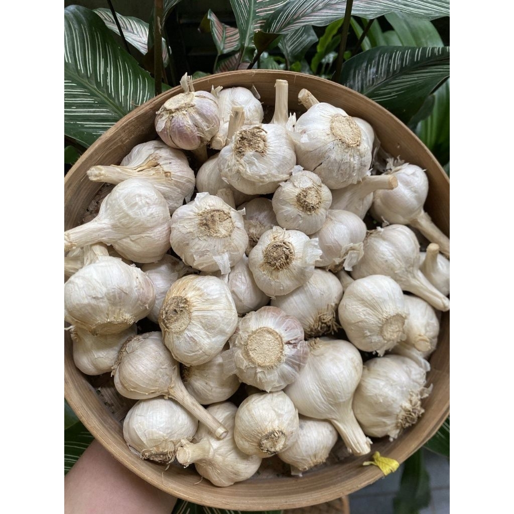 

bawang putih kating 1kilo gram (N)