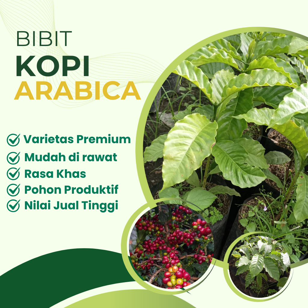 BIBIT KOPI ARABIKA UNGGUL STEK – SIAP TANAM, TAHAN HAMA & PRODUKTIF