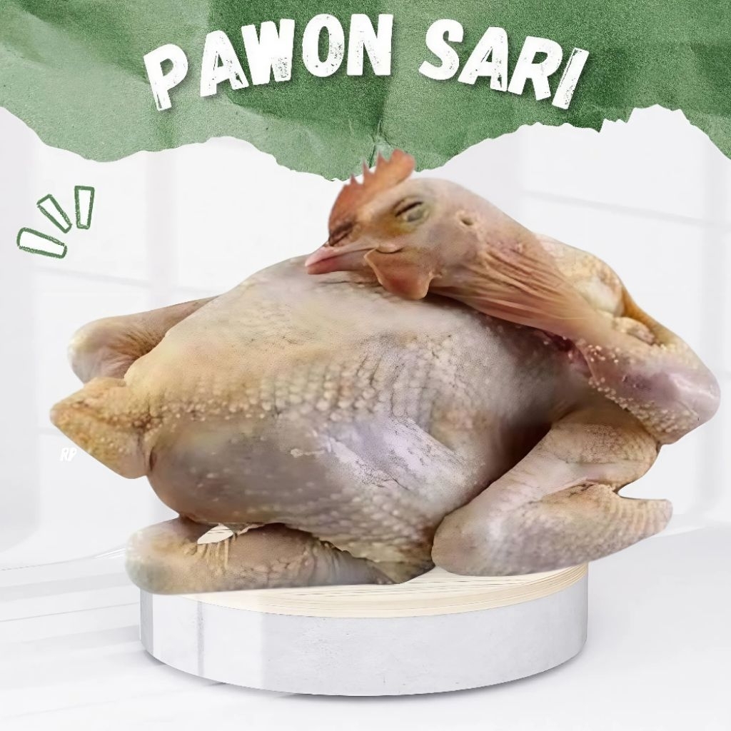 

ayam merah | ayam petelur fresh bukan frozen | 1 ekor