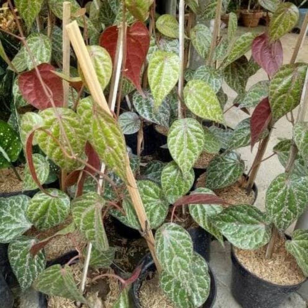 

Daun Sirih Merah