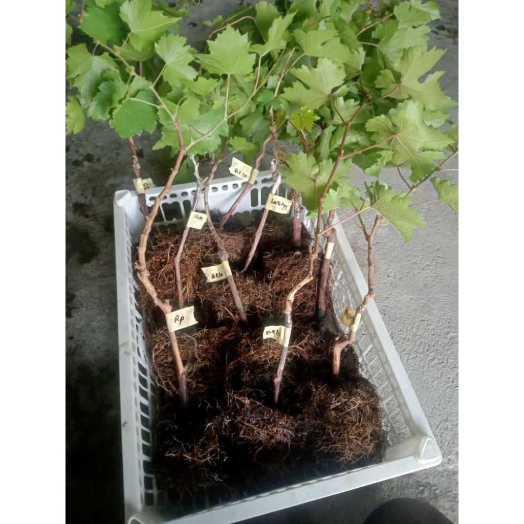 

sepaket barreroot 100rb dapat 3 varian sesuai pesanan