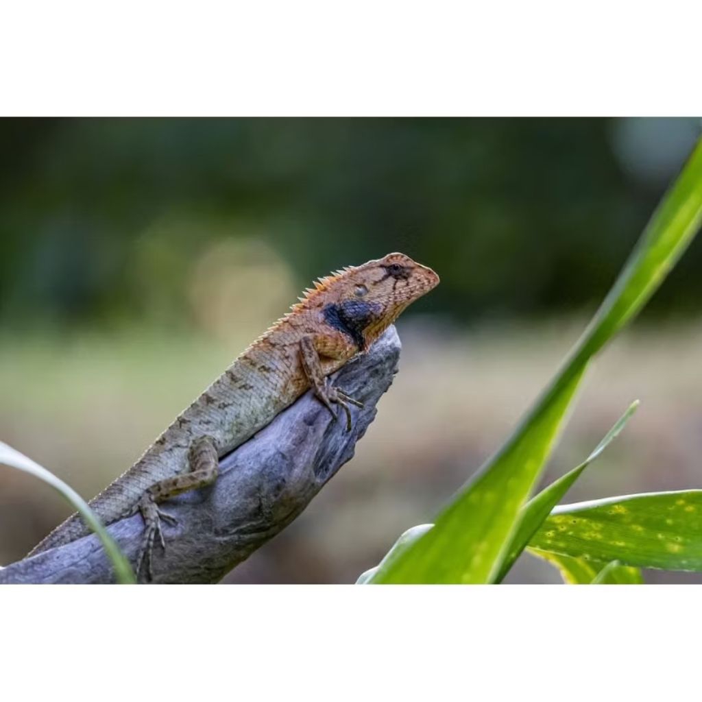 Calotes/Bunglon taman mainan Anak -Anak dan hiasan taman /aquastik