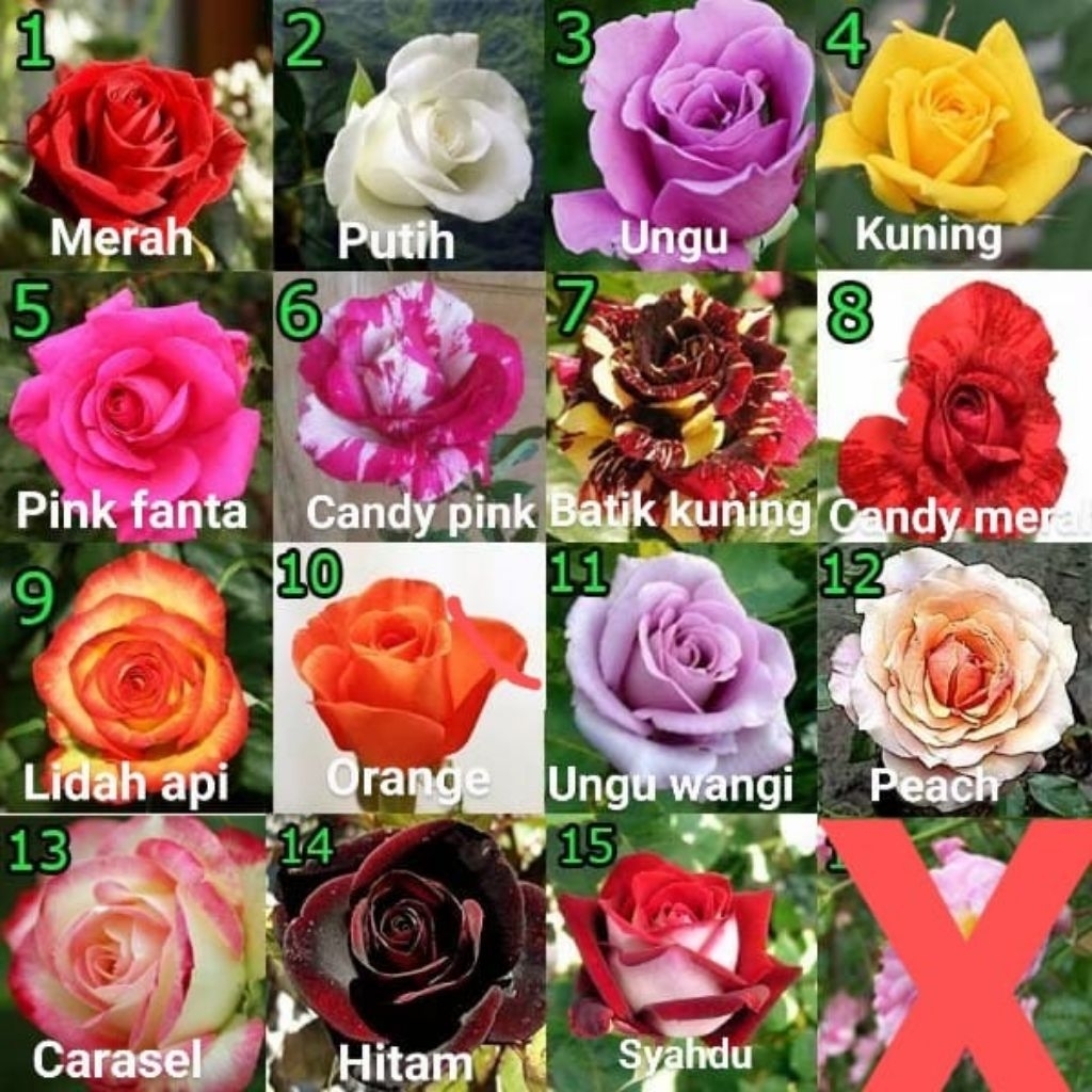 tanaman bunga mawar/macam macam bunga mawar