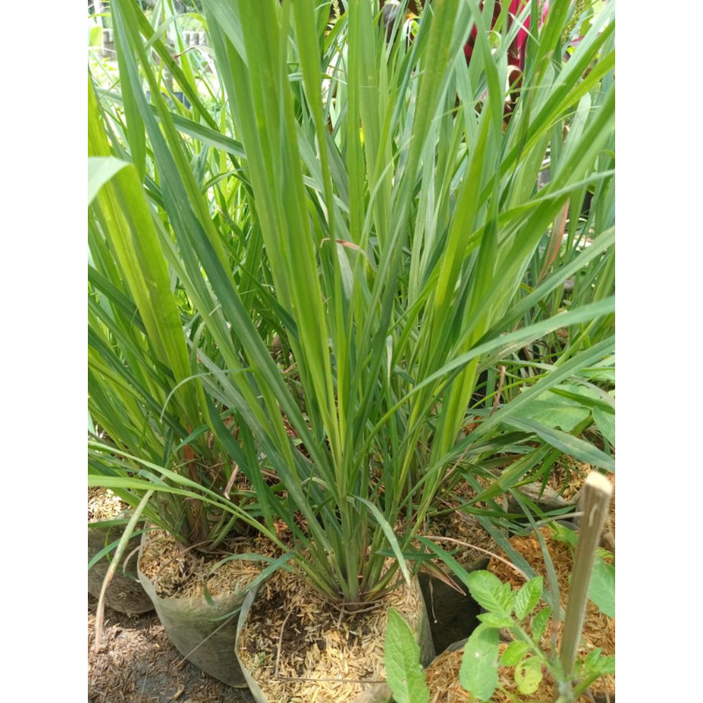 

Tanaman serai - Sereh bumbu