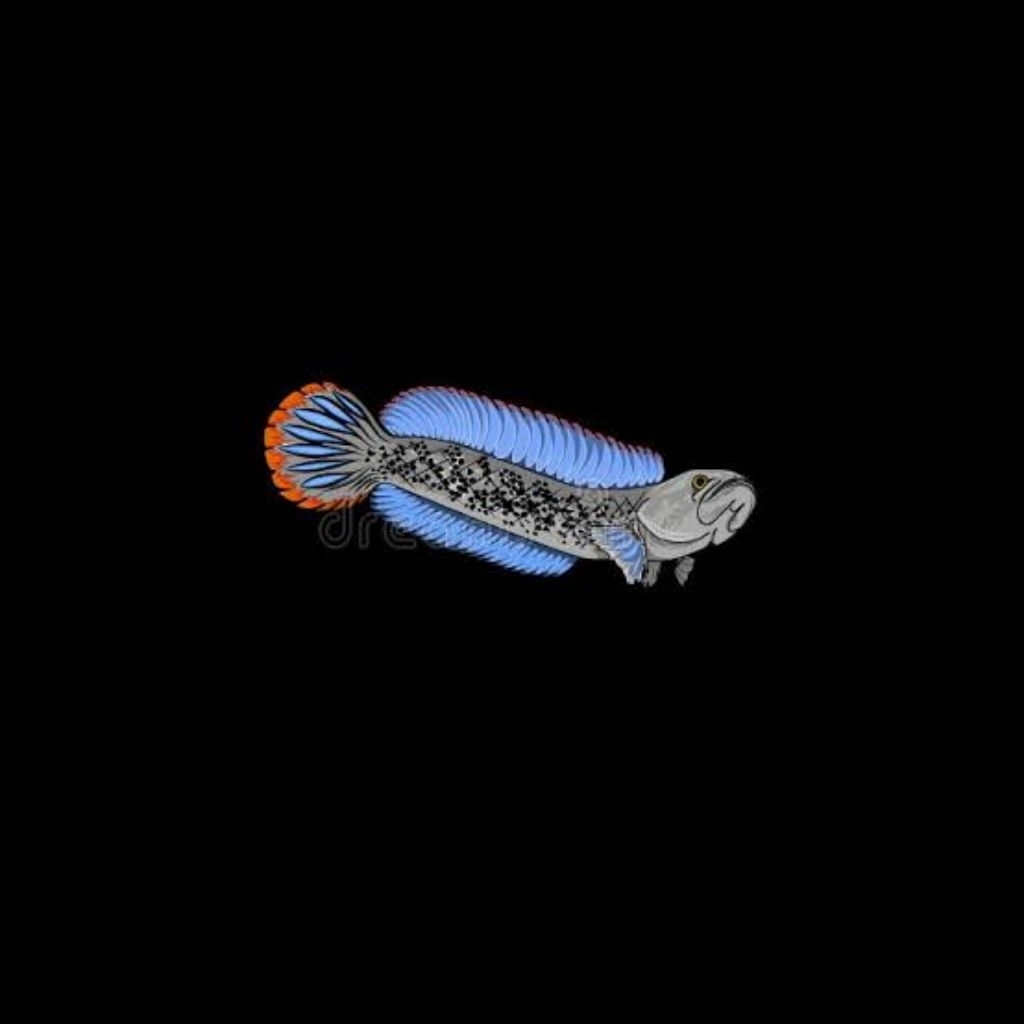 Sticker Channa Stewarti