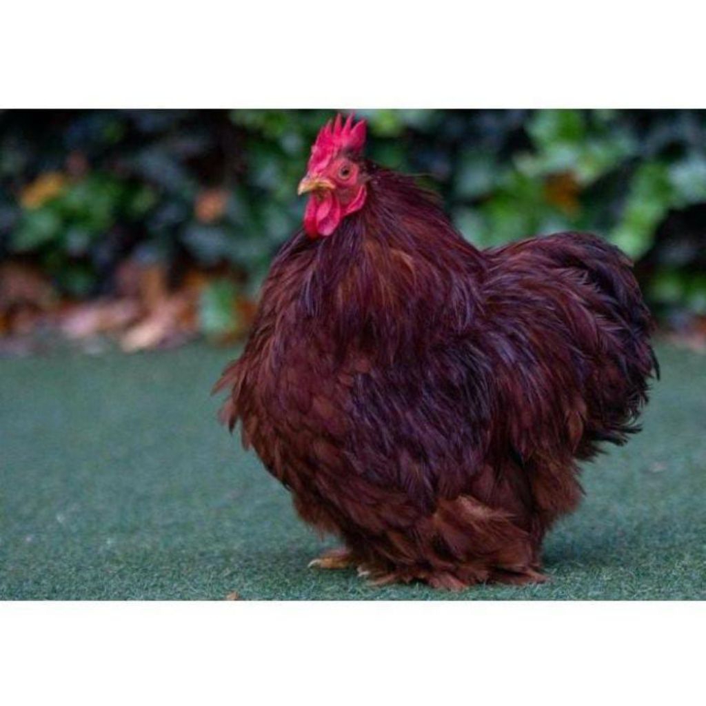 

Telur ayam hias BANTAM CHOCIN untuk ditetaskan