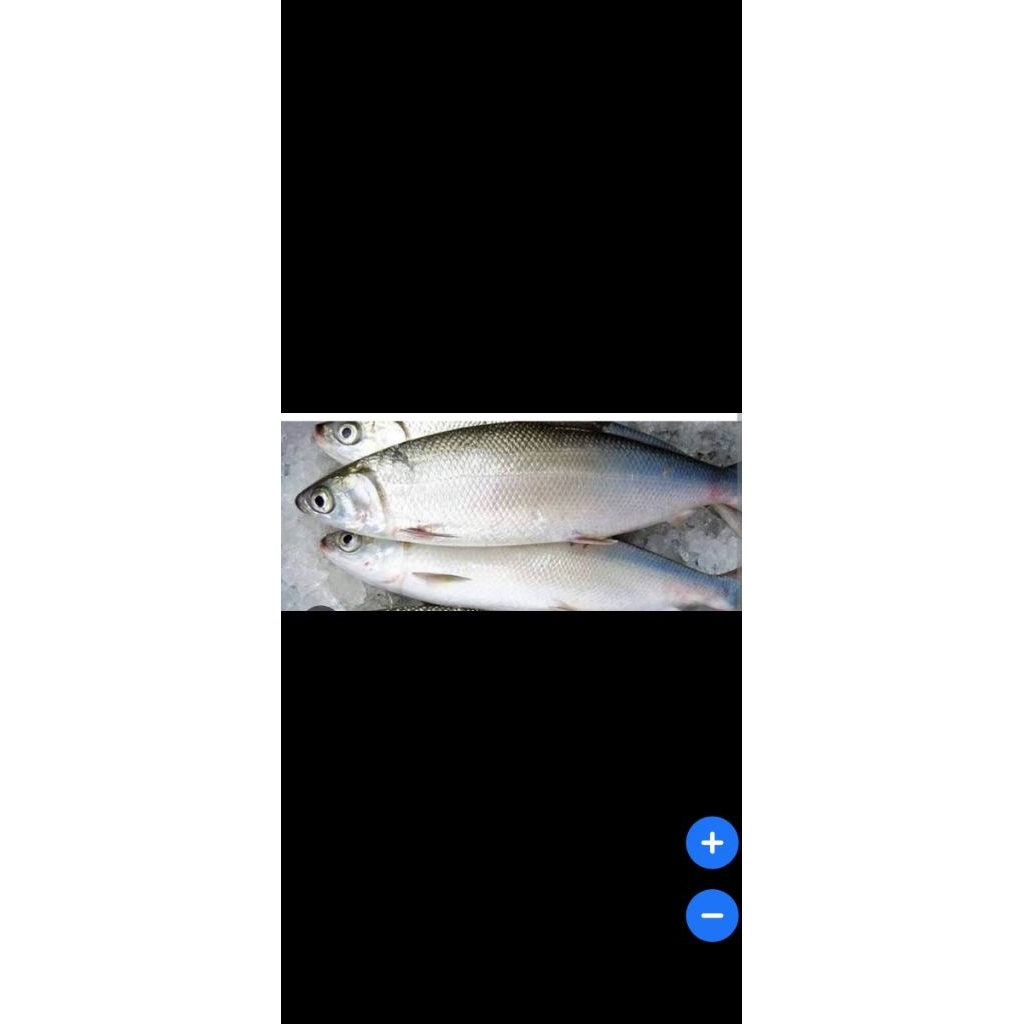 

ikan bandeng 500 gr / 1000gr