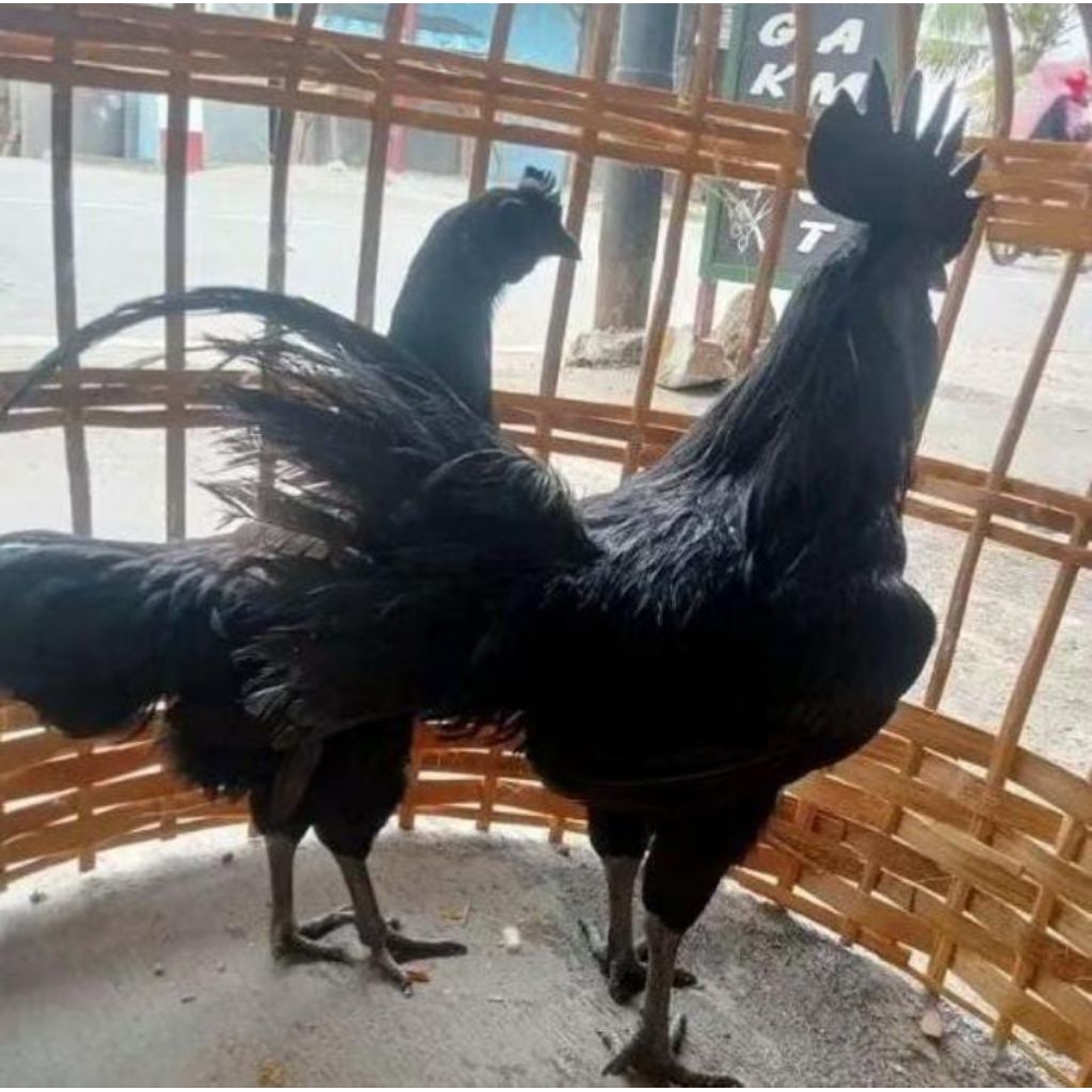 

telur ayam hias cemani bisa untuk ditetaskan