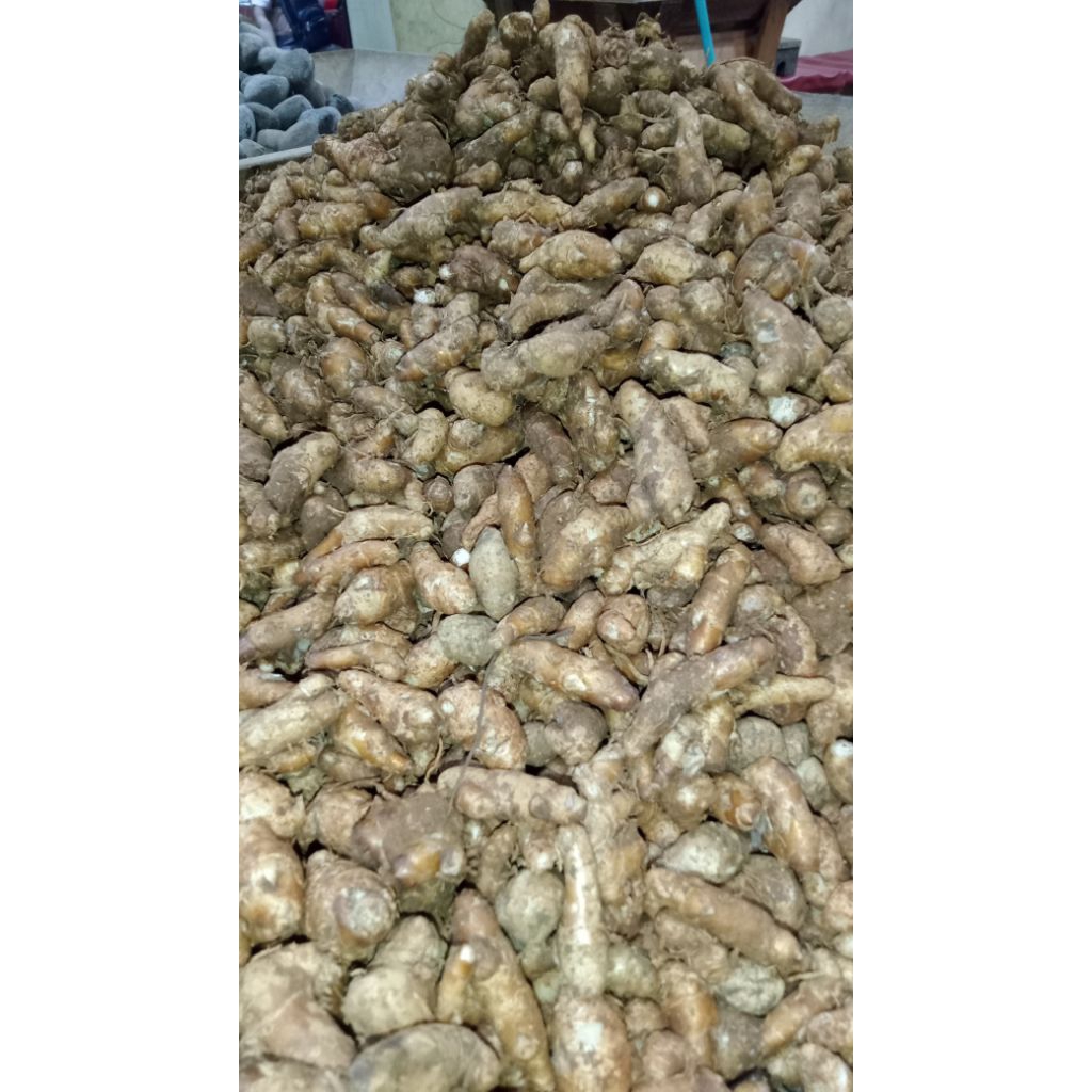 

KENCUR/CIKURsegarkualitasterbaik