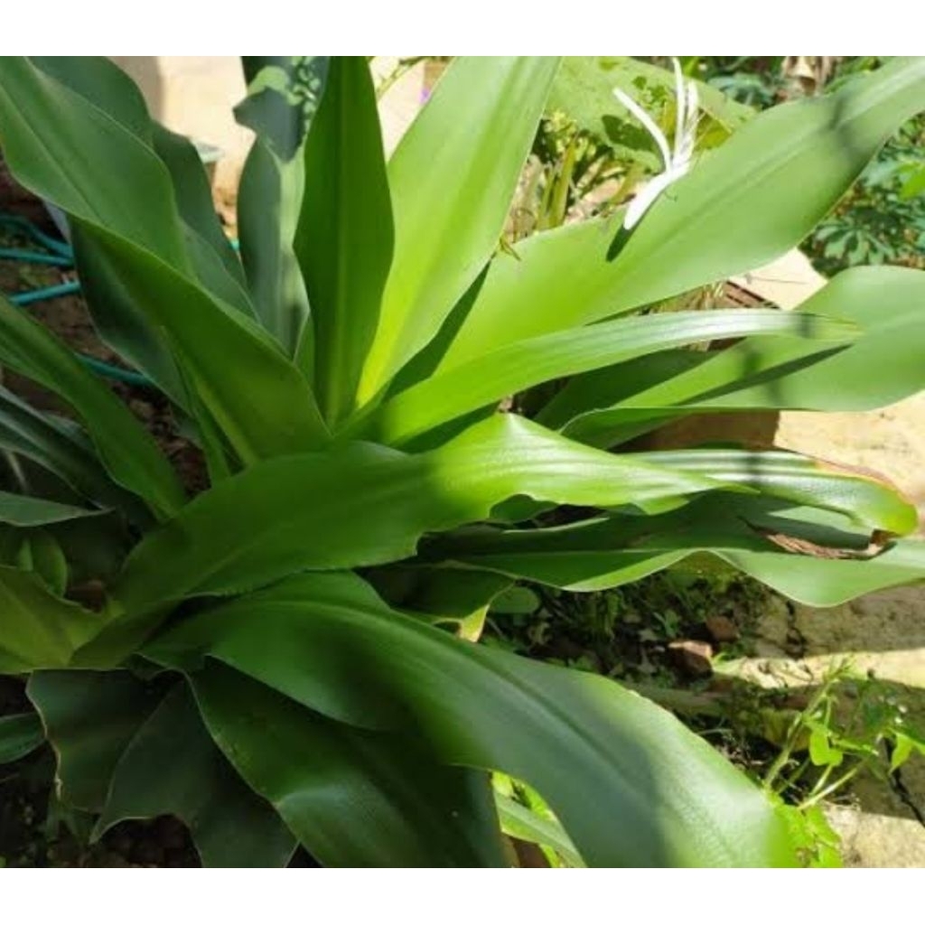 

Daun Bakung segar 500 gram fresh