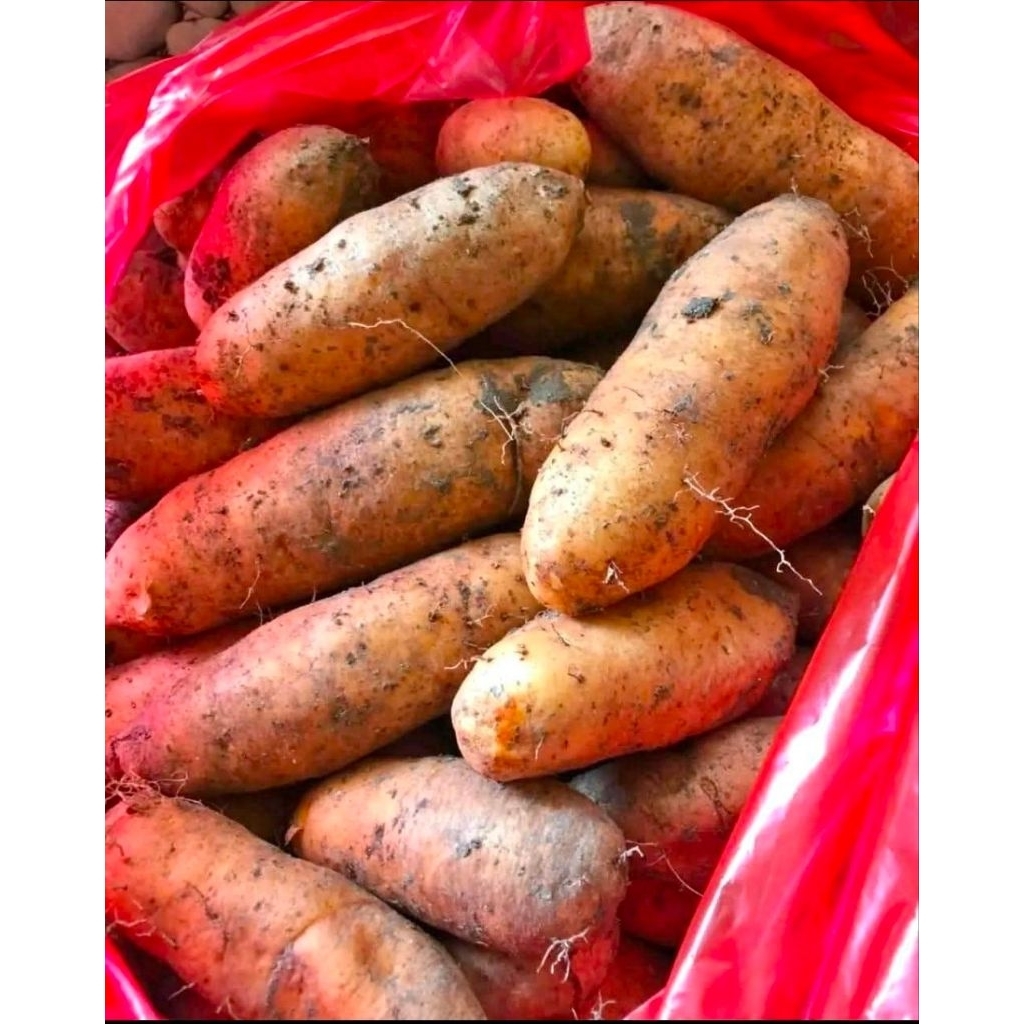 

promo ubi gembili ketan makanan kas madiun makanan jaman dahulu 1kg