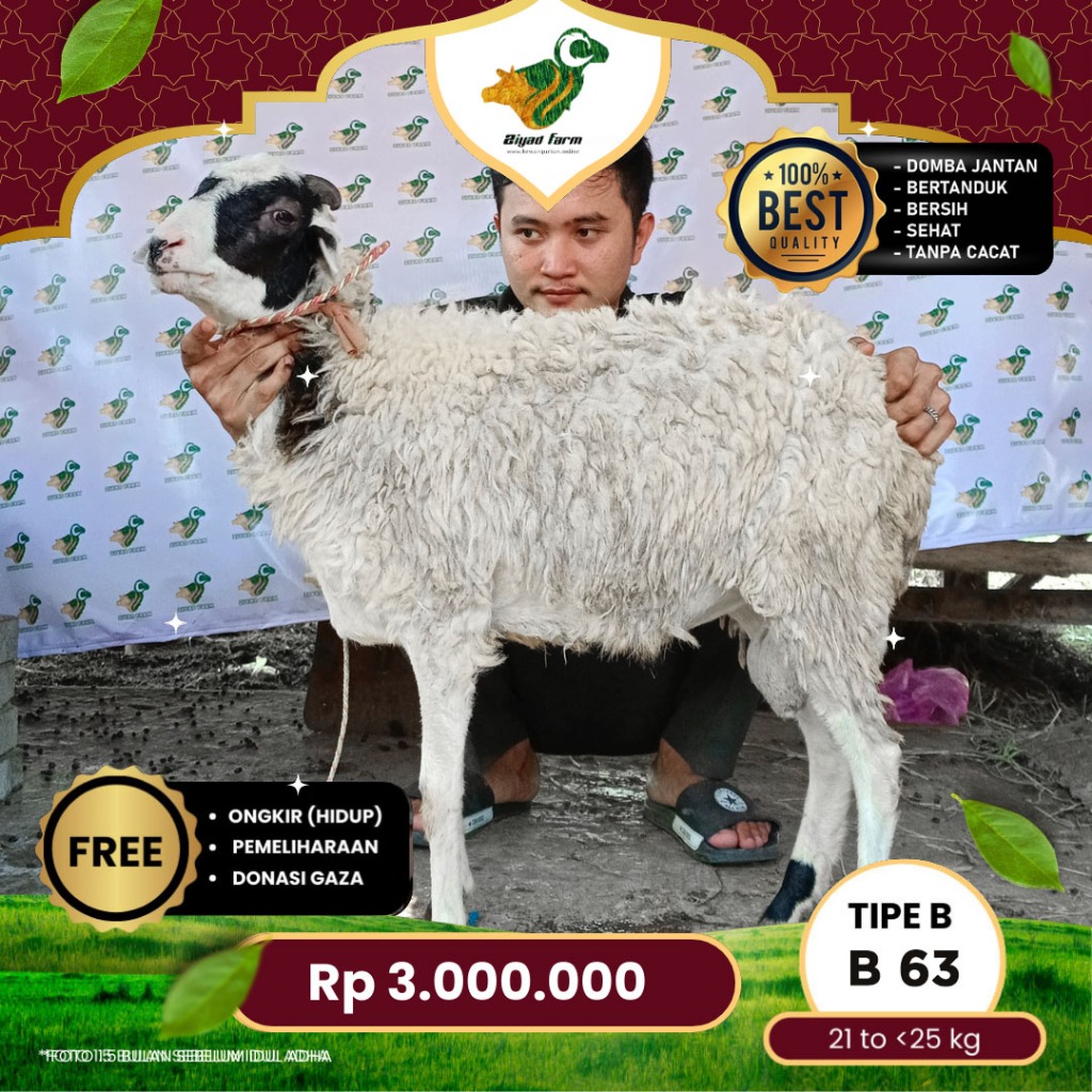 

Domba Qurban, Tipe B - 63. Bobot 21 sd 25 Kg