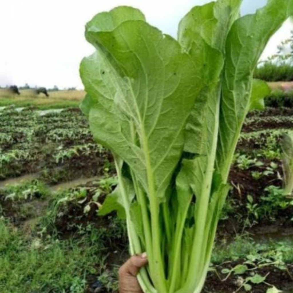 25 BIJI bibit benih sawi hijau / sawi manis cepat tumbuh