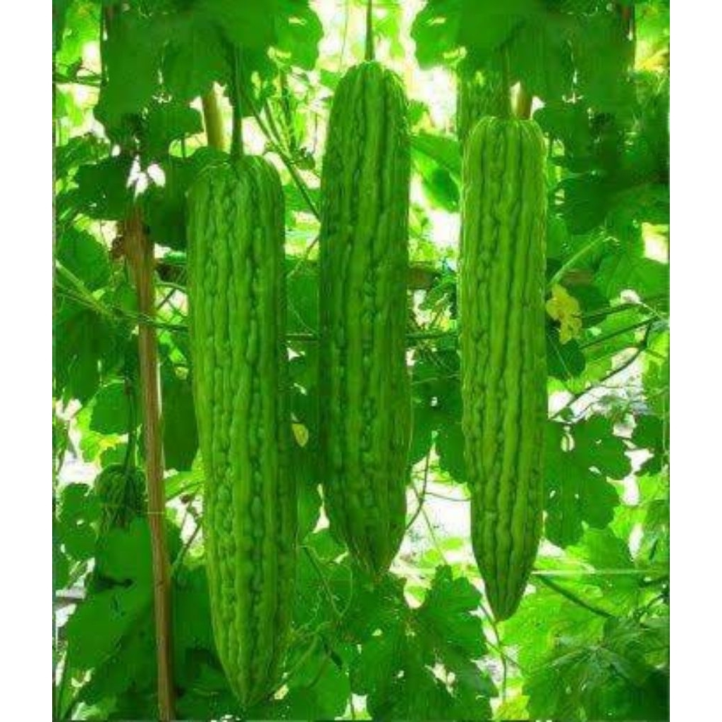 

(REPACK) bibit sayur pare isi 25 biji berkualitas