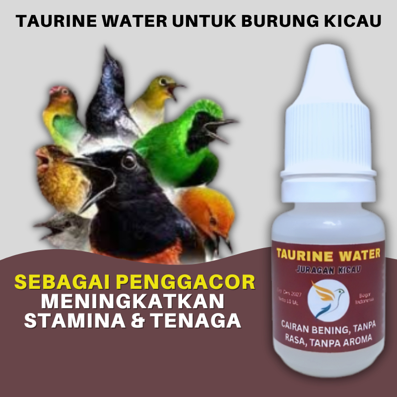Taurine Water Juragan Kicau Sebagai Penggacor Semua Jenis Burung