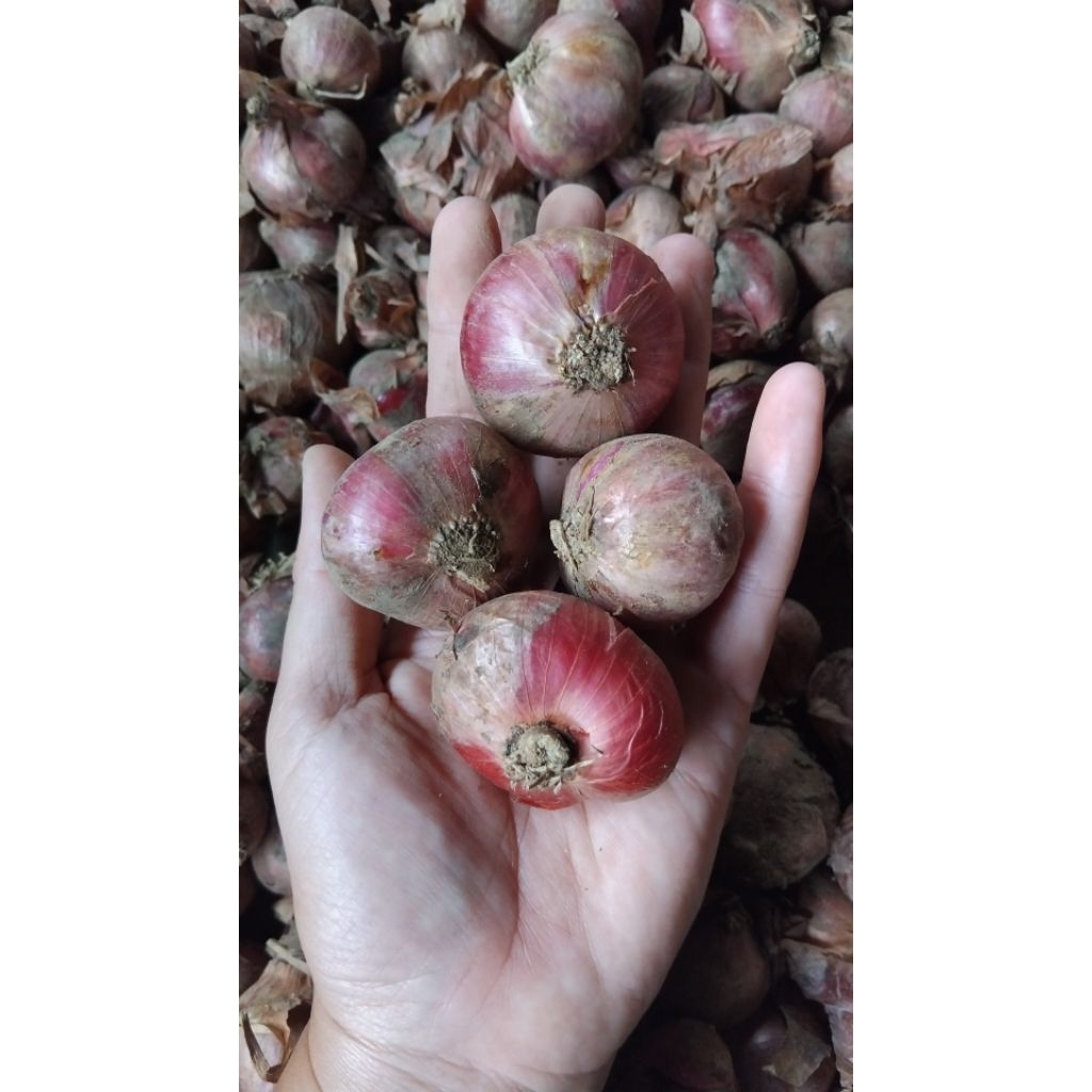 

bawang merah