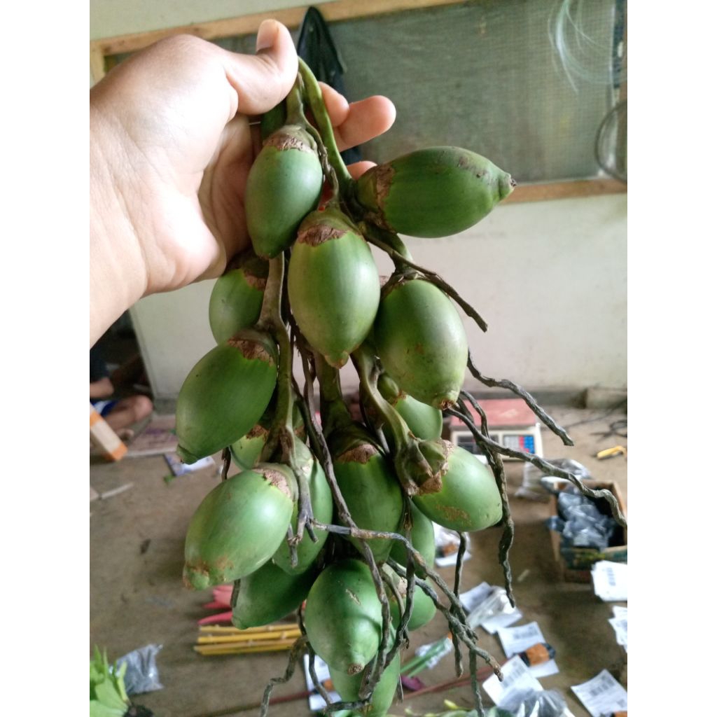 

Buah pinang muda 500gr