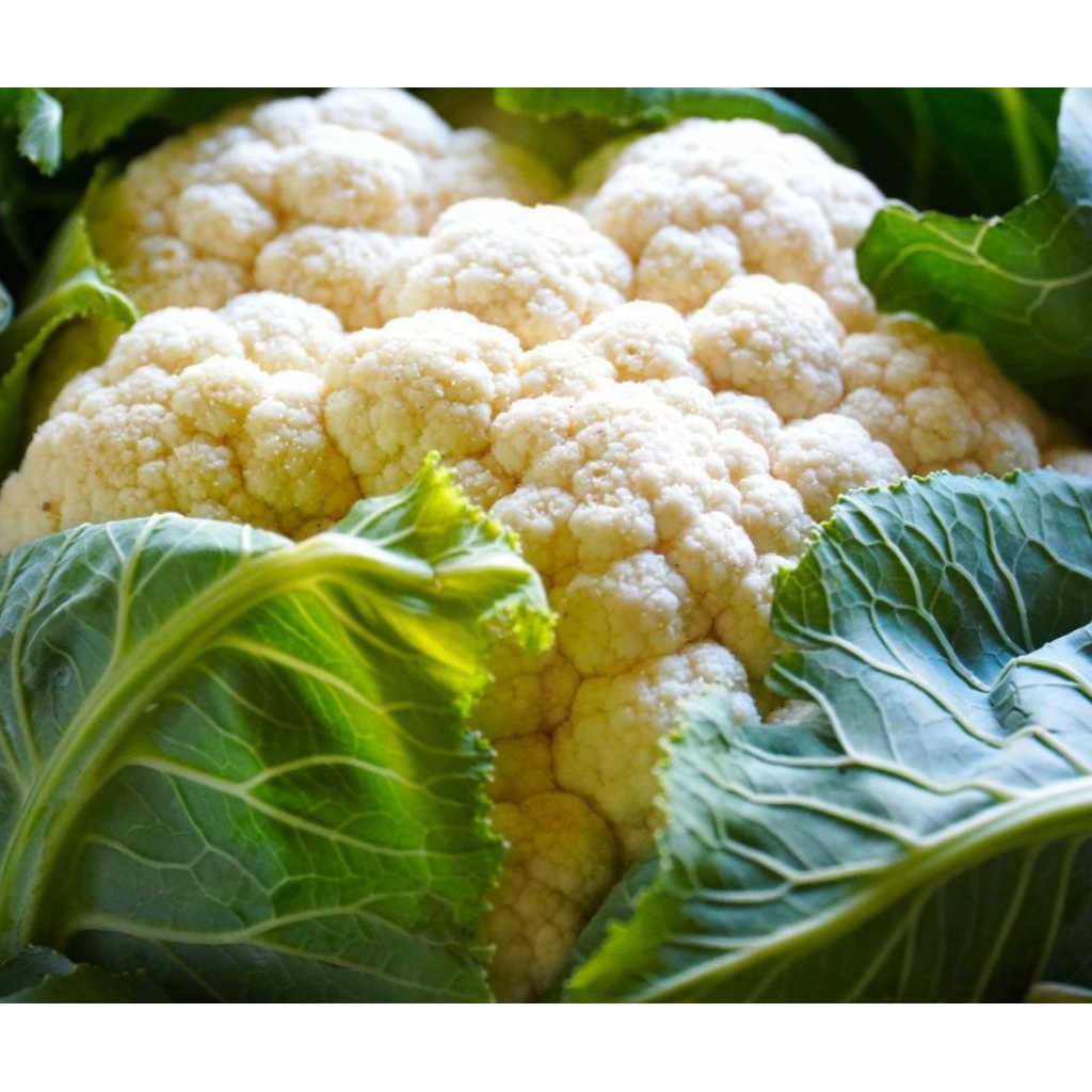 

Kembang Kol Super Tersedia Ukuran 500g/1Kg