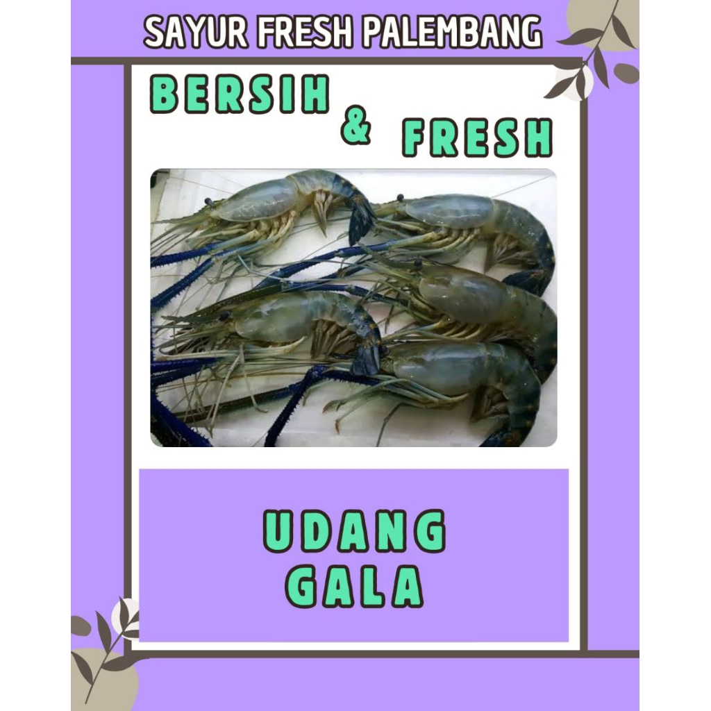 

UDANG GALA / SATANG FRESH & BERSIH - PALEMBANG