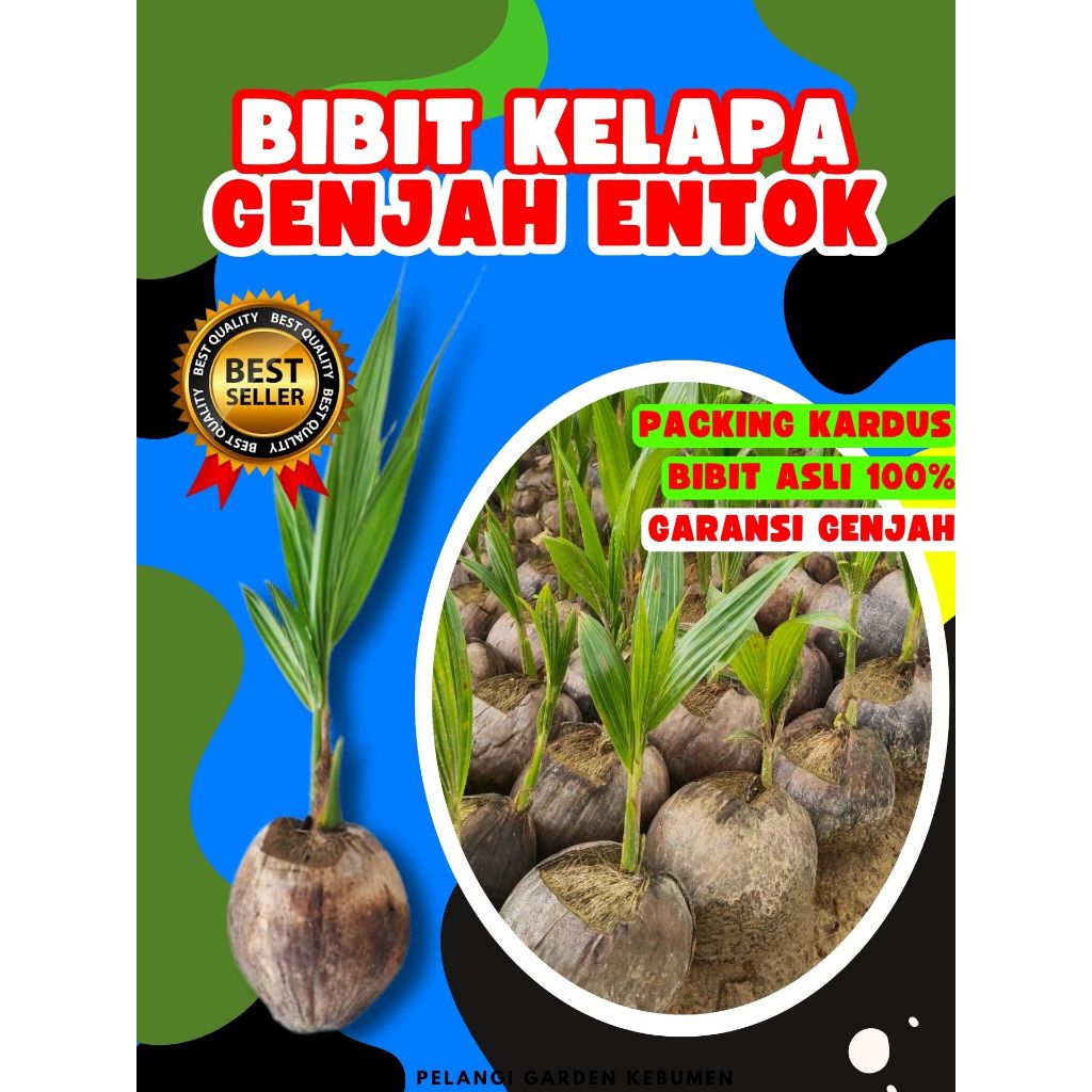 LANGSUNG PETANI.. Bibit Kelapa Kopyor Original, Bibit Kelapa Kopyor Pati