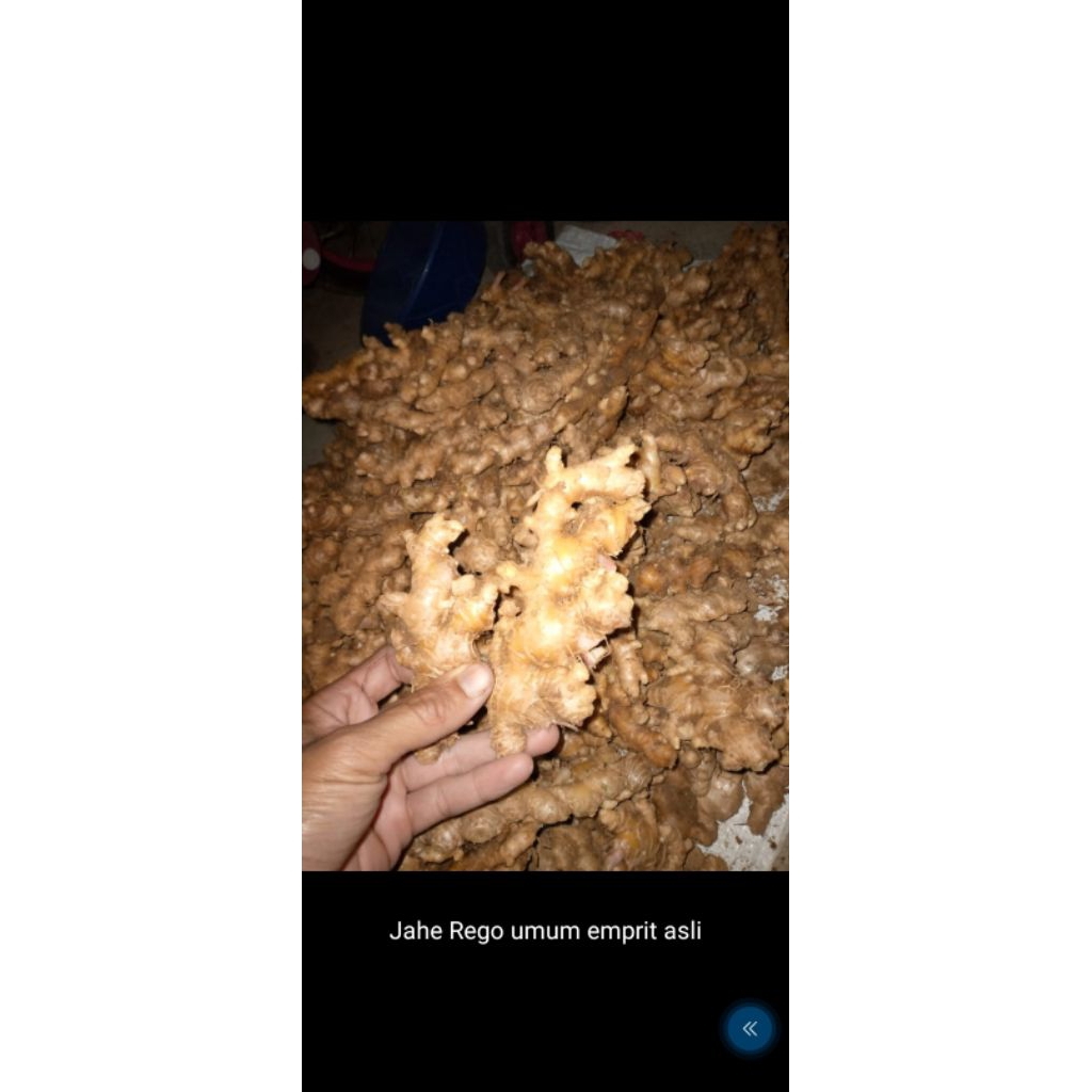 

JAHE EMPRIT SEGAR FAN BERSIH