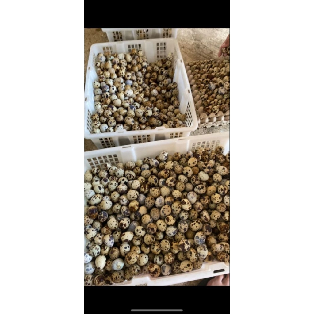 

Telur Puyuh konsumsi