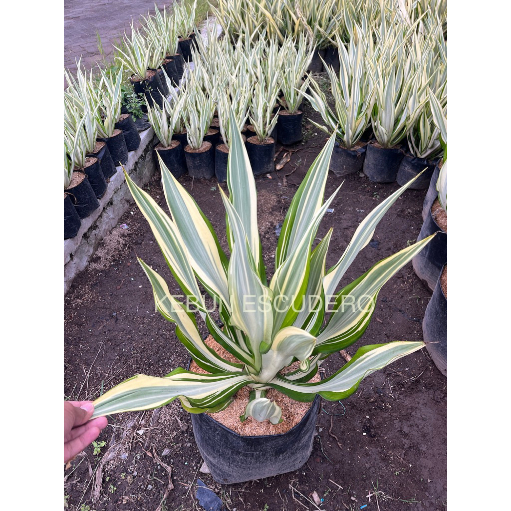 Agave Putih Super Jumbo - Tanaman Hias Agave Putih Super Jumbo