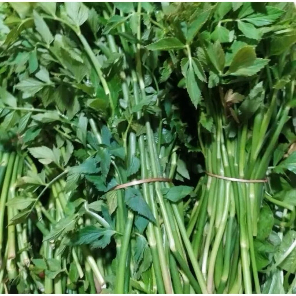 

Tespong lalapan segar / sladren / daun tespong