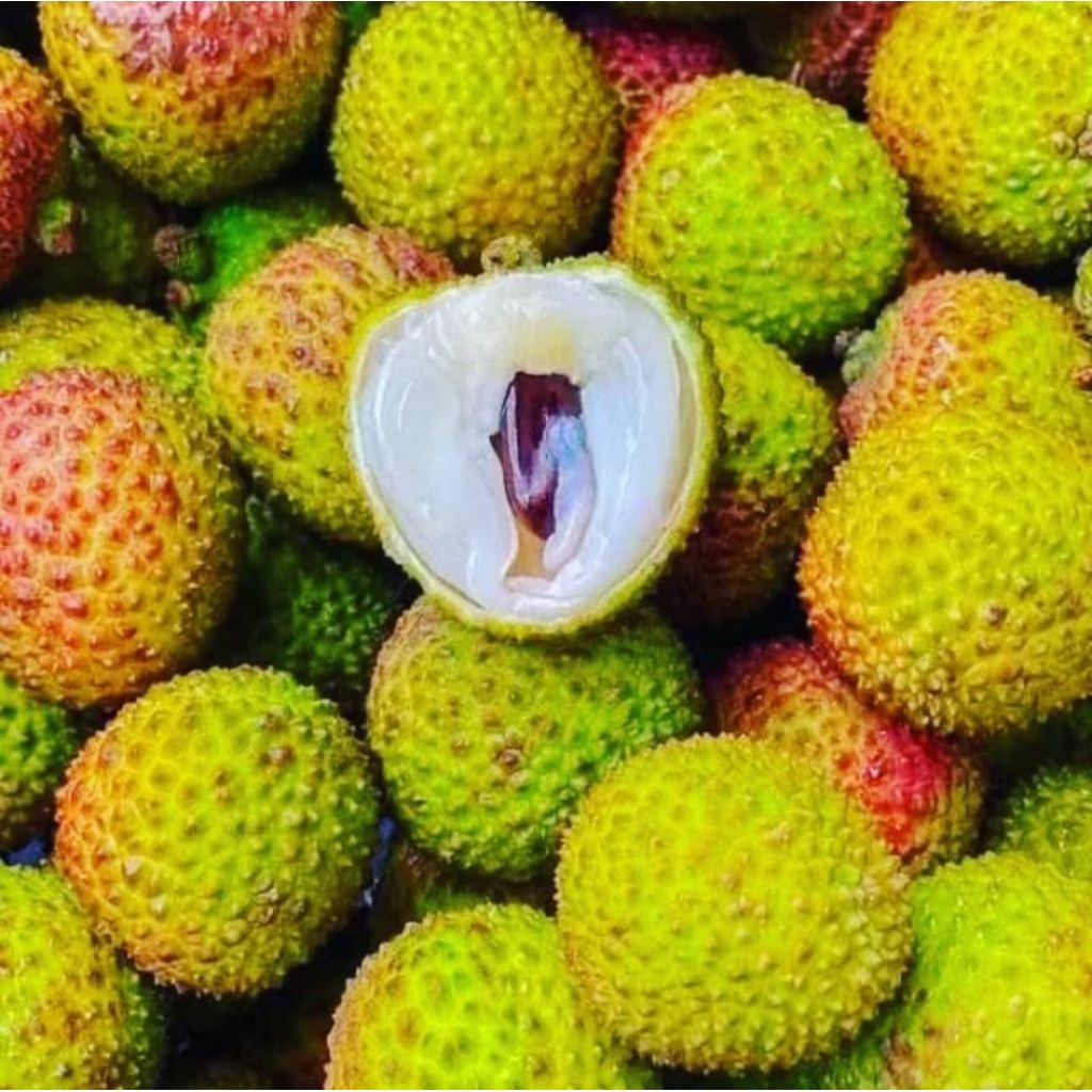 

READY LECI HIJAU MANIS JUMBO MALANG MURAH GRATIS ONGKIR BISA COD