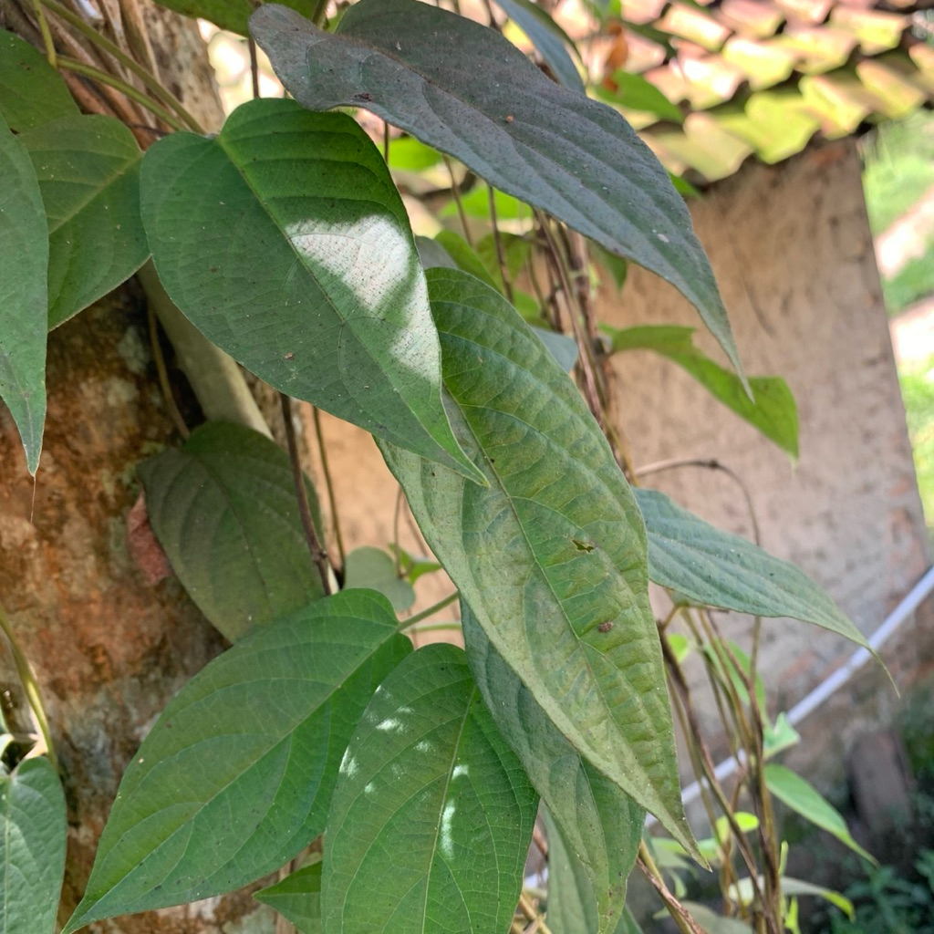 

Daun kentutan segar pres alami proses panen petik langsung paket per 250grm