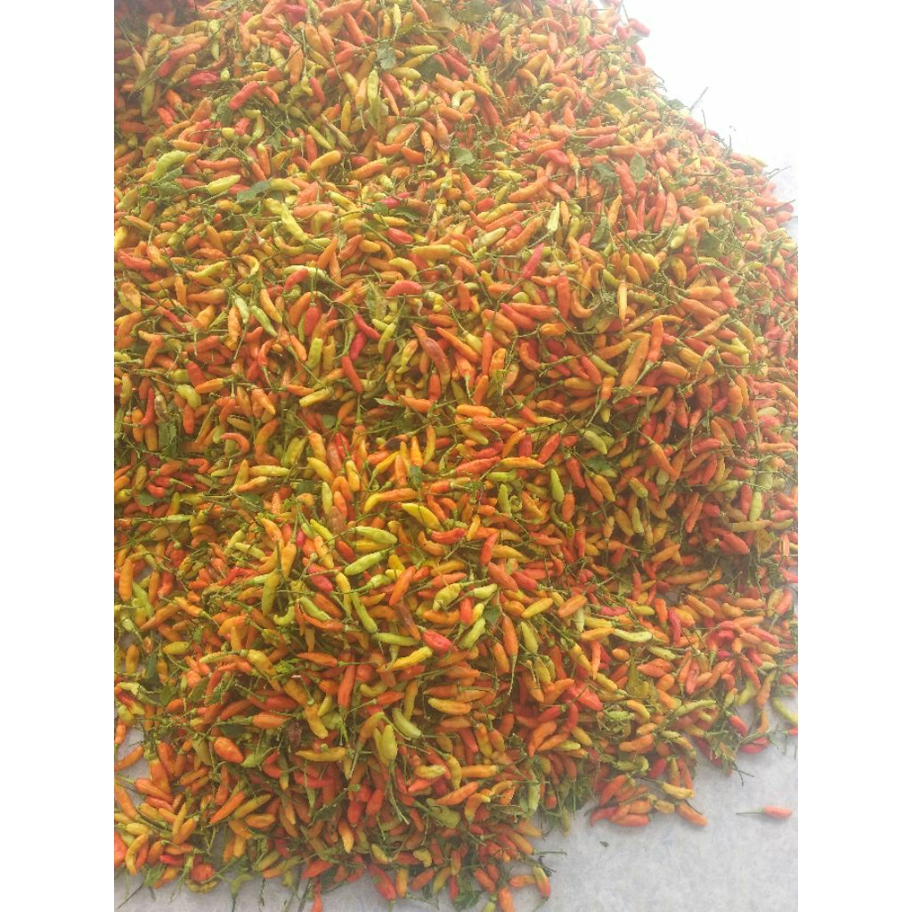 

cabe rawit fresh dari petani