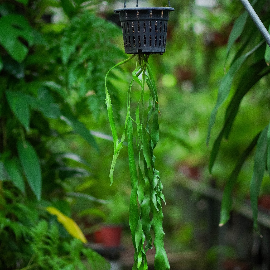 Ophioglossum pendulum / Tanaman Pakis Epifit / Fern