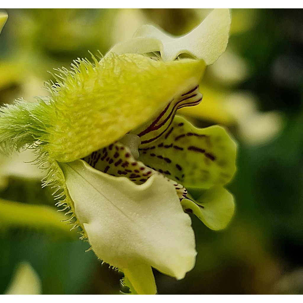 Dendrobium Macrophyllum