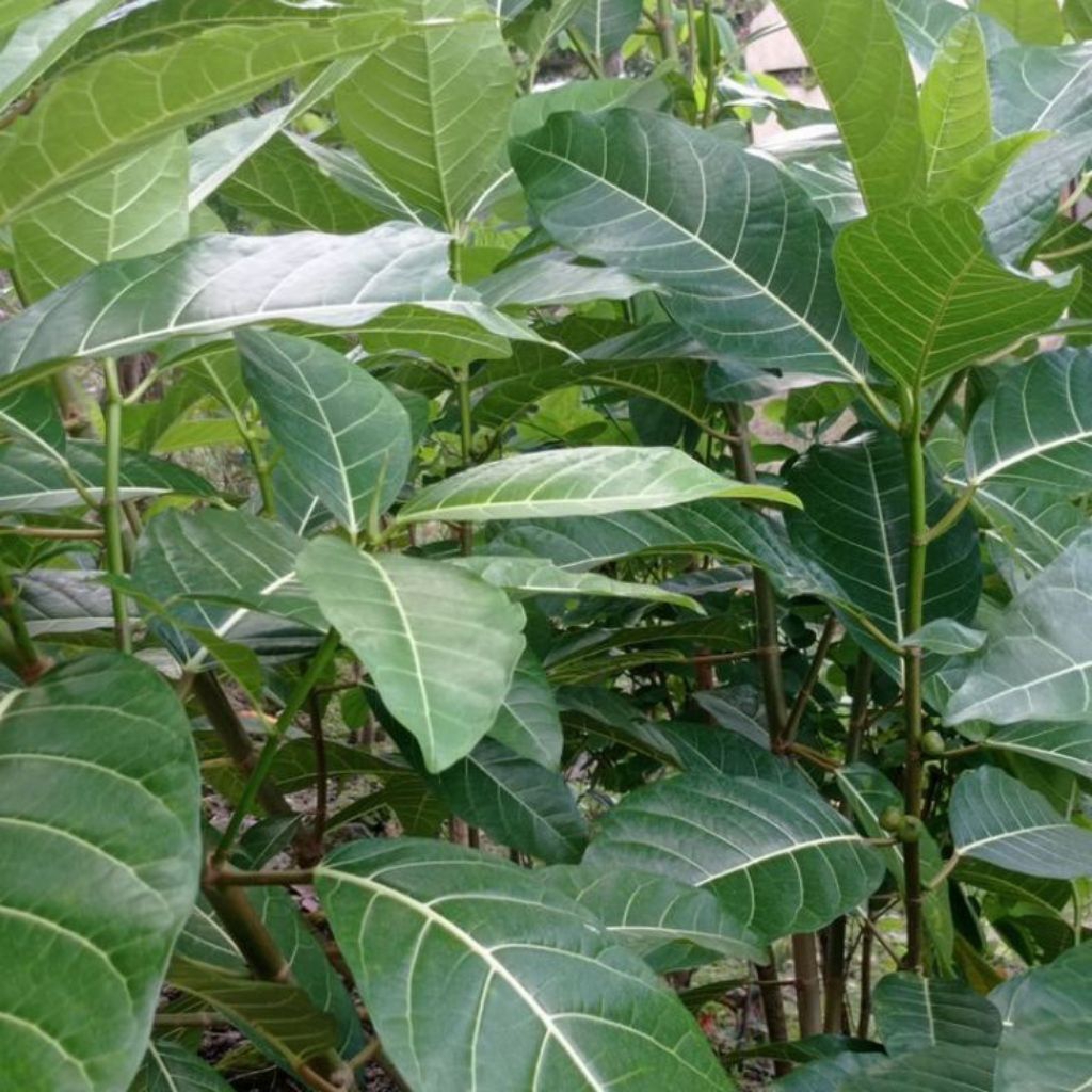 

DAUN AWAR AWAR SEGAR FRESH 200 GRAM