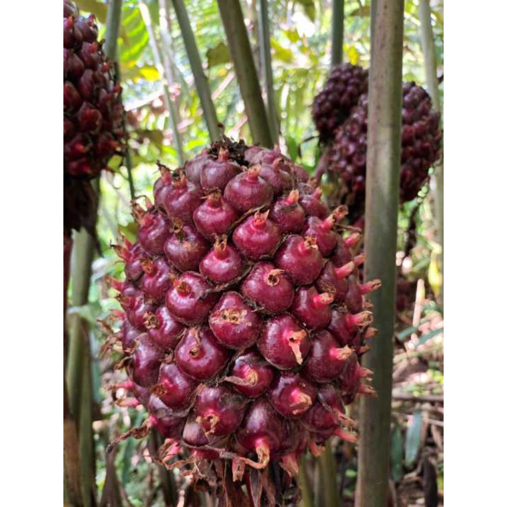 

buah honje / buah kecou /laka 1kg