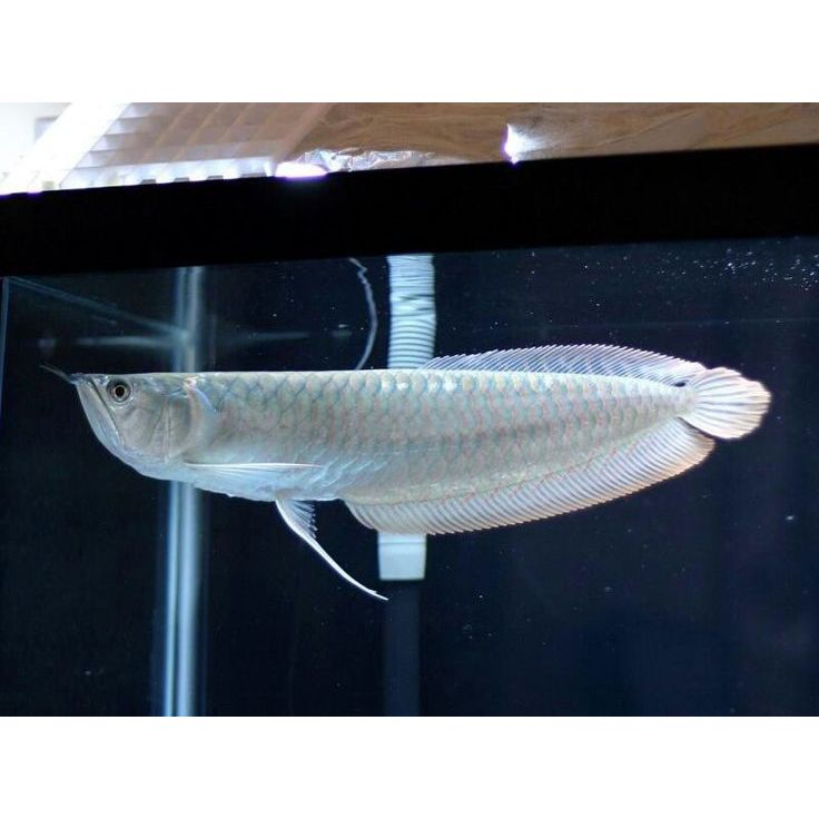 Hiasan Aquarium Arwana Silver Albino 25cm / Ikan Arwana Silver Albino