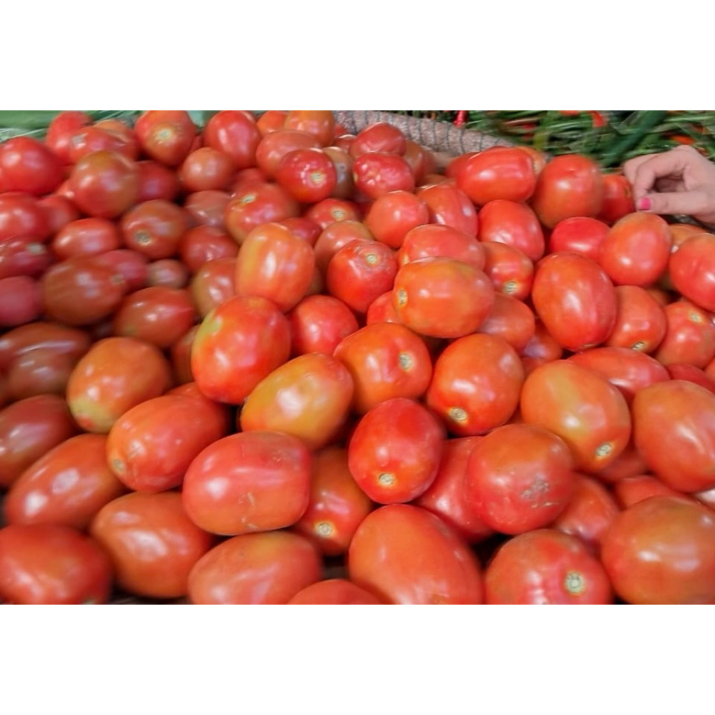 

tomat merah 500gr