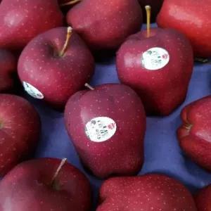 

apel Washington (900_1000 gram)