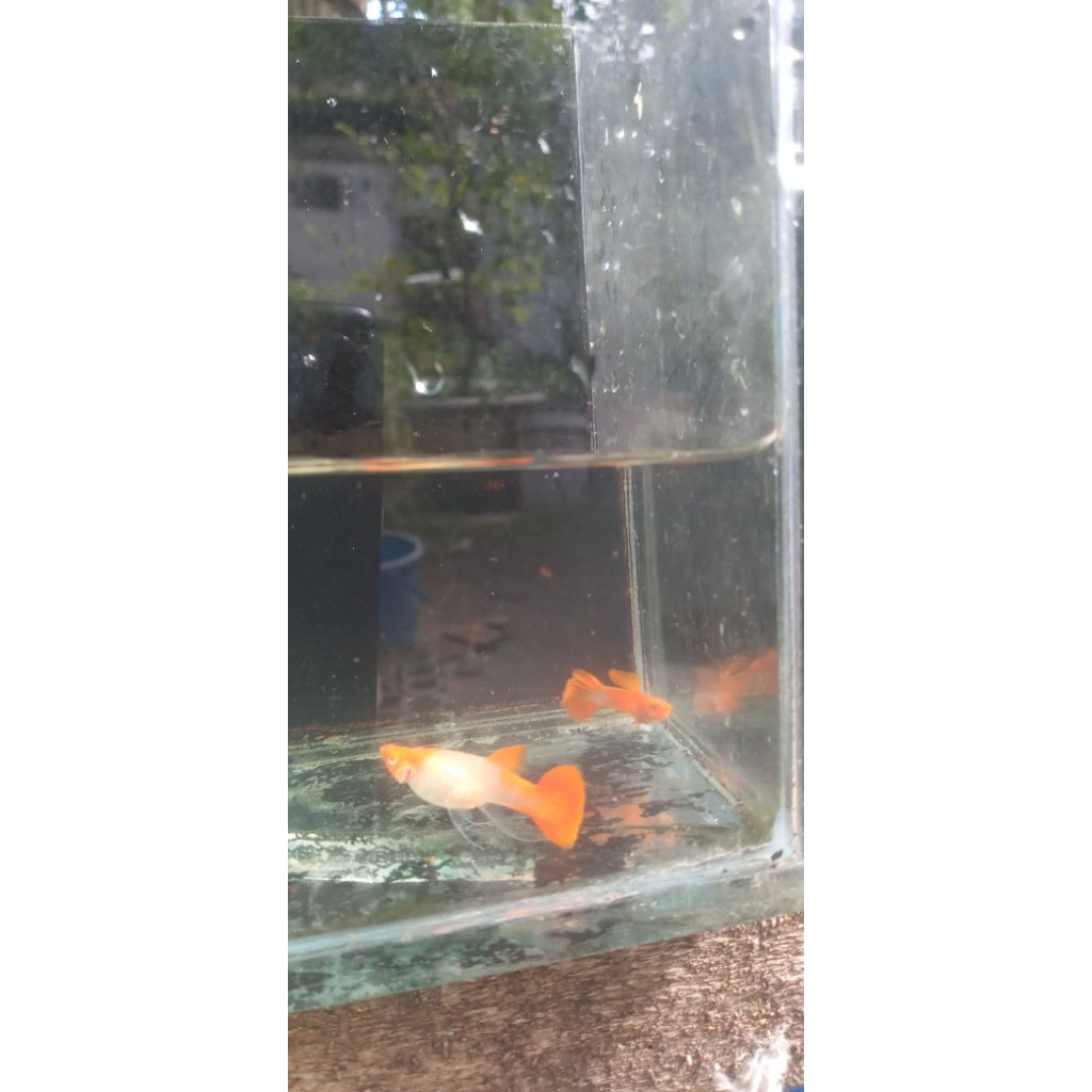 hiasan akuarium paket breeding albino koi gen red ear betina ribbon jantan normal