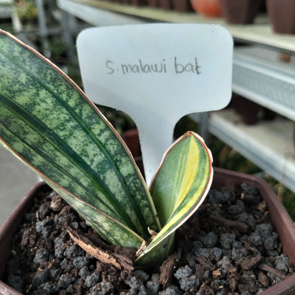 Sansevieria malawi bat  varigata
