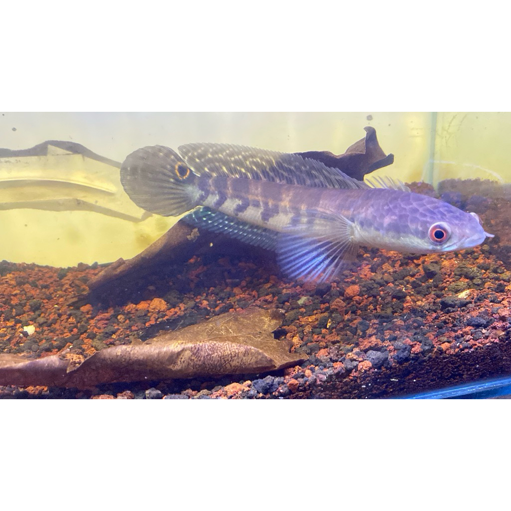 MARU RIAU  SINGLE TANK