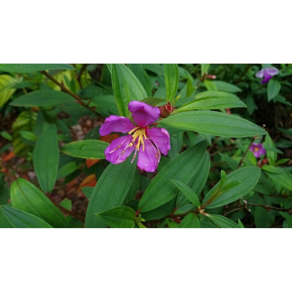 

Daun senggani segar herbal