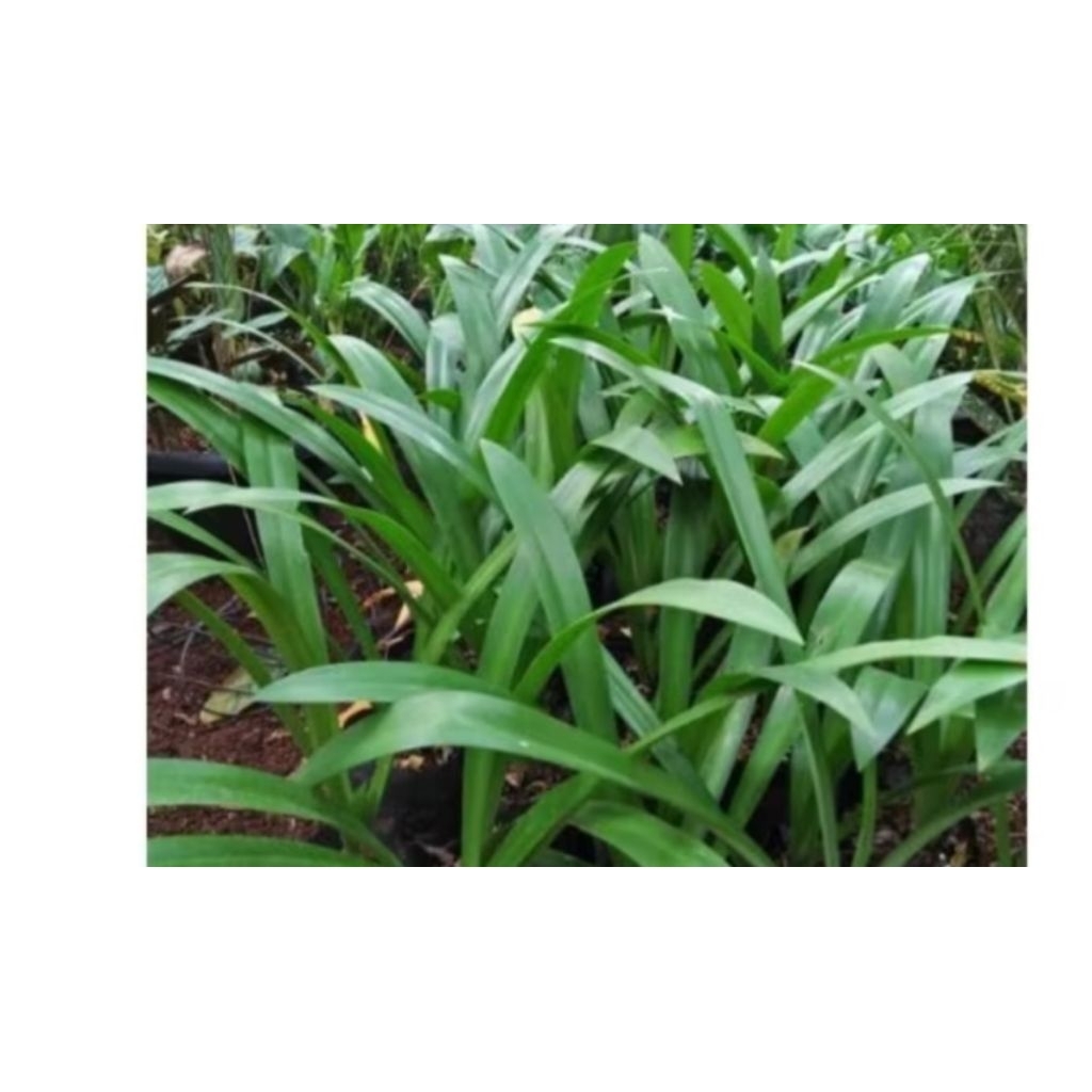 

Daun bunga bakung fresh organik perlembar