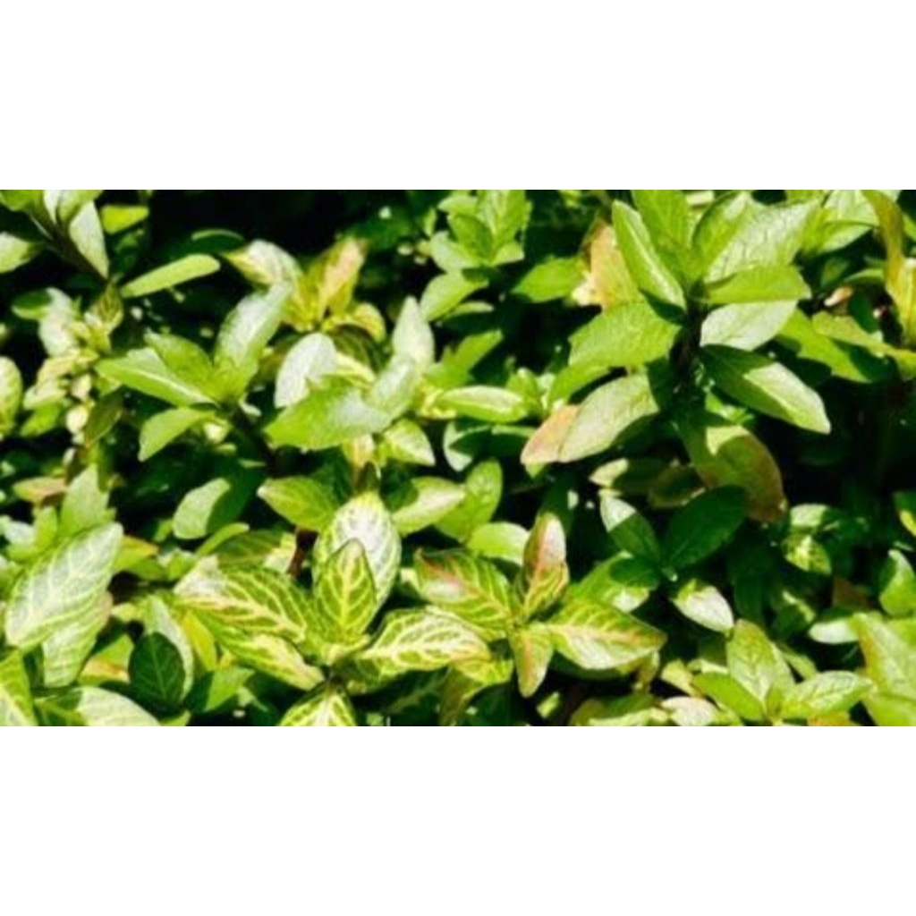 Hygrophila polisperma sunset aquascape