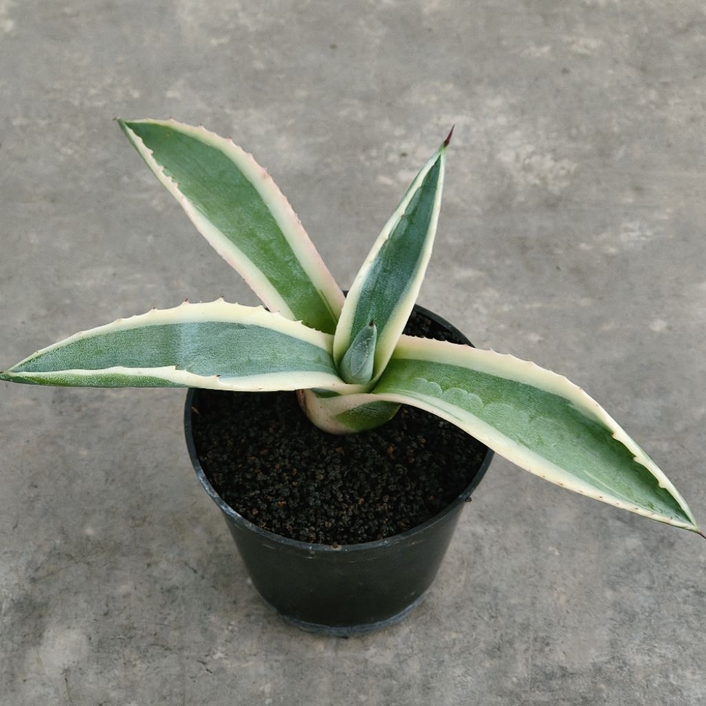 agave americana varigata marginata